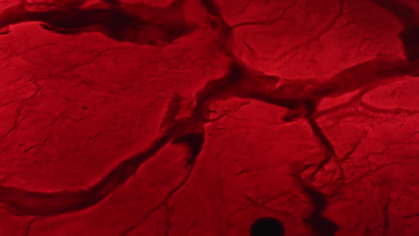Close up of pulsing liquid creating veins on a dark red tissue
