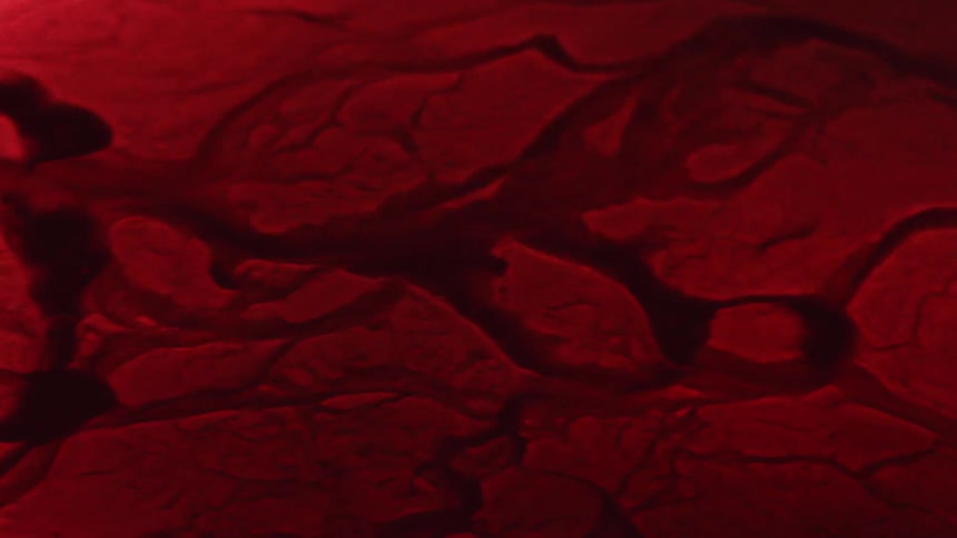 Fluid flows through veins in crimson tissue modifying their size and shape