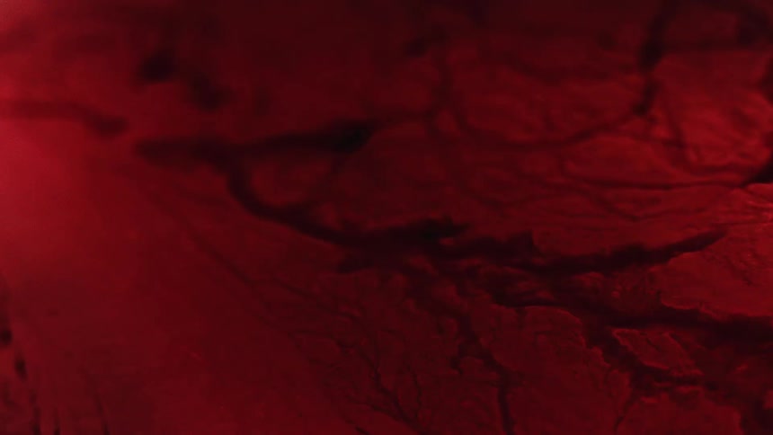 A view of blood flowing in veins