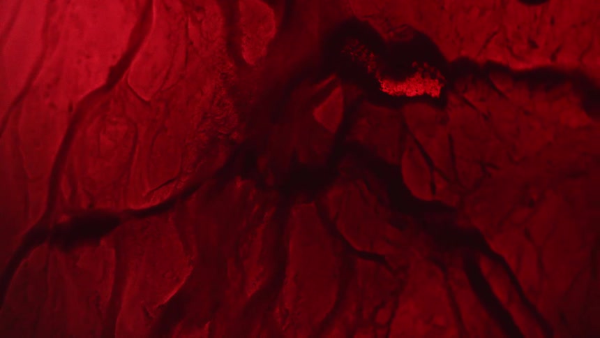 Close up of pulsing liquid creating veins on a dark red tissue