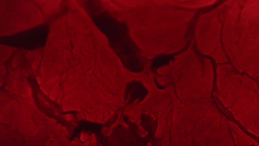 Fluid flows along crevices in crimson tissue reshaping the mass