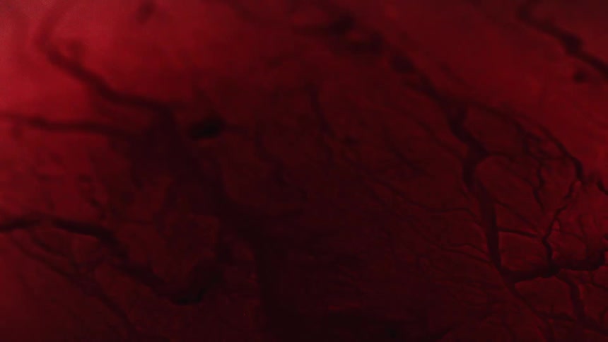 A view of blood flowing in veins