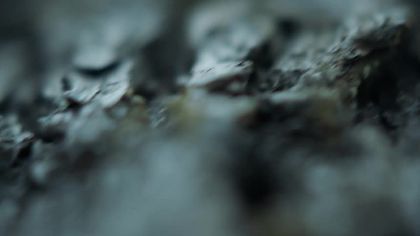 Close up of tree bark
