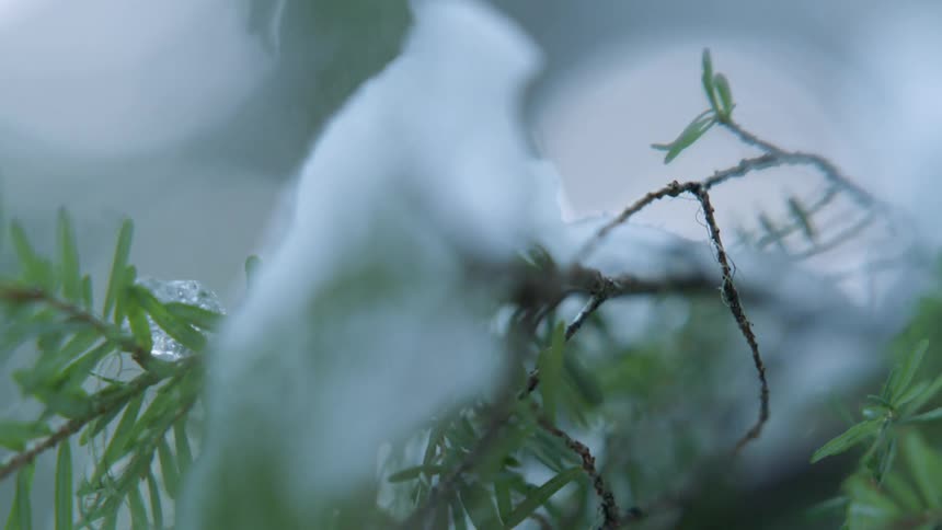 Close up of a tree branch covered in snow