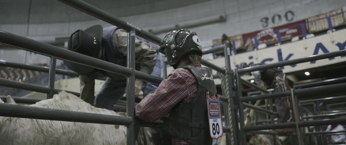 Men preparing bulls for a rodeo competition