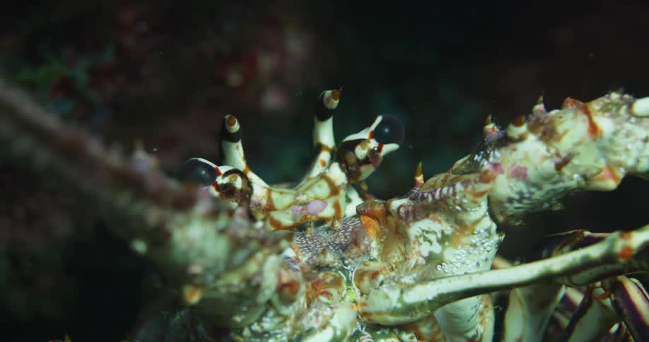 A view of a crab in the water
