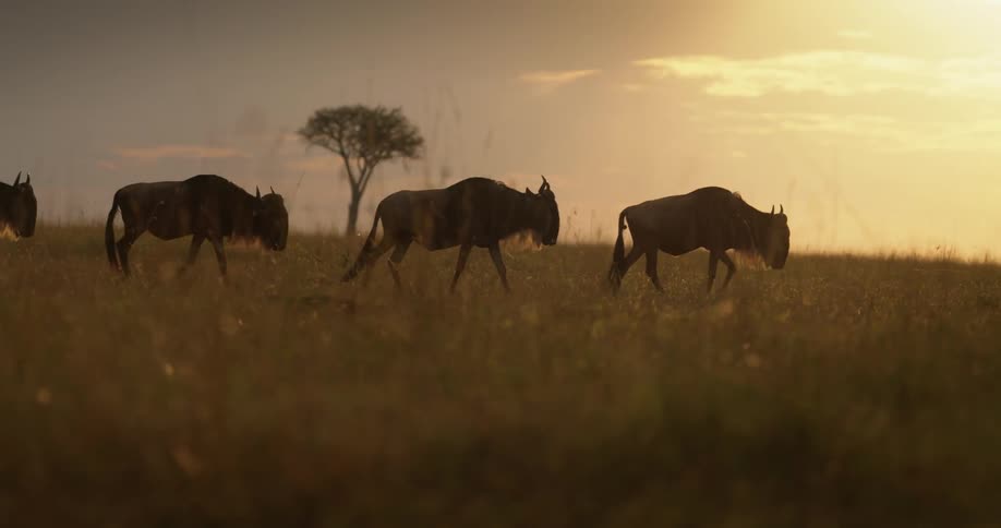 Wildebeest walk single file through a field
