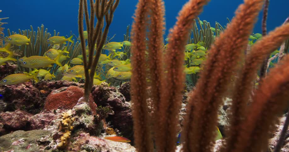 Coral bends and sways on the seabed as a school of yellow fish swim by and blue and orange fish swim the other way