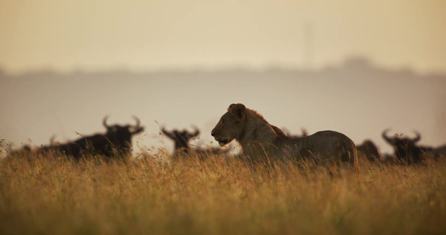 Birds fly over lions and wildebeest in a field