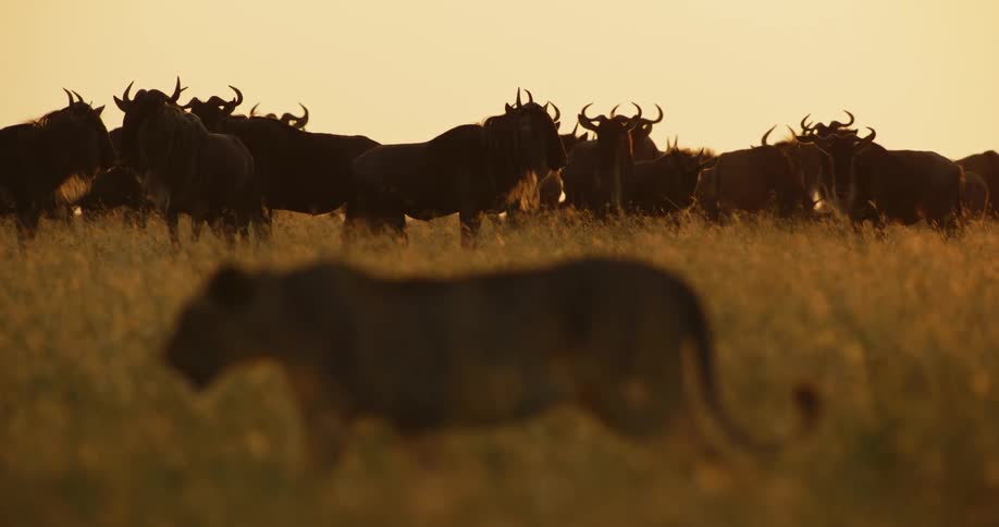 A herd of wildebeest are grazing the prairie as a lion walks through the weeds and birds fly across the sky