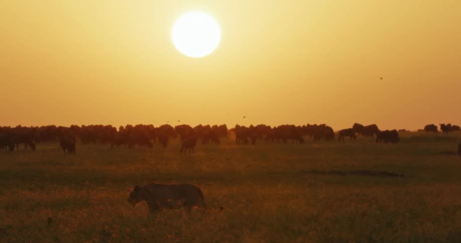 A lion is walking near a herd at dusk