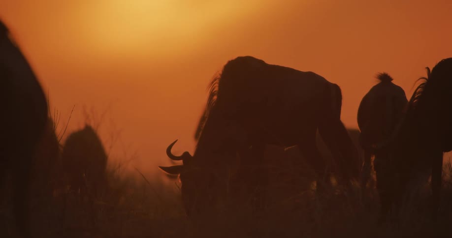 The sun shines brightly in an orange sky as a herd of wildebeest are grazing a field