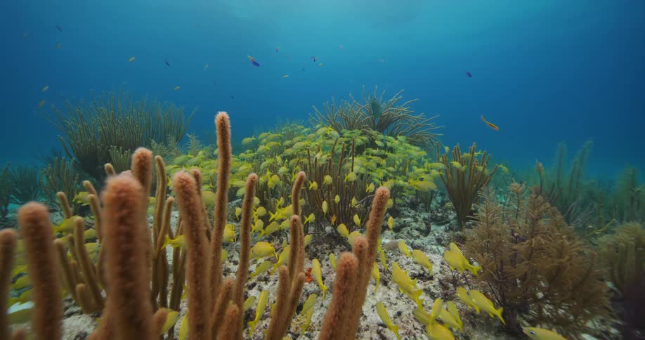 A school of yellow fish swimming near an ocean floor