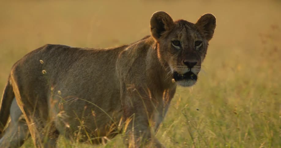A lion is walking through the grass