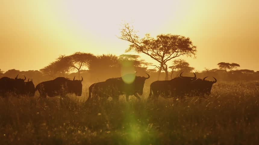 Wildebeest walk together in a field