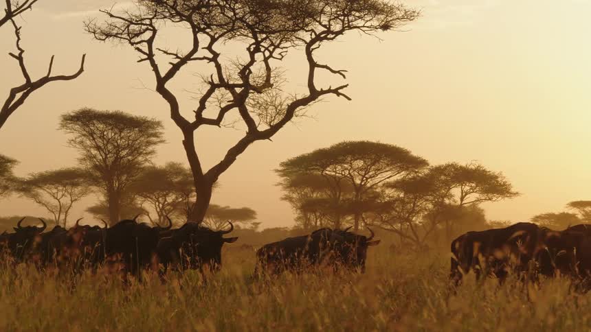 A herd of wildebeest graze in a field