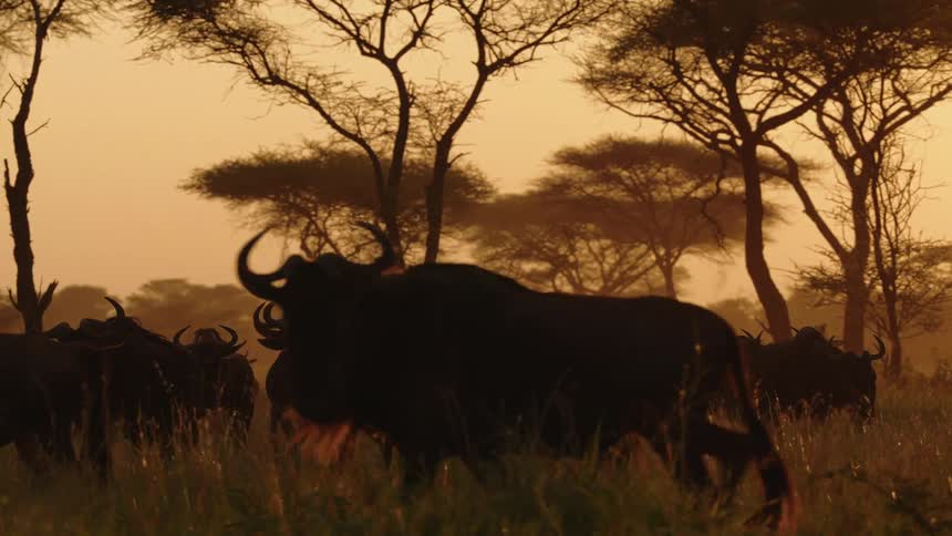 Wildebeest walk through a field