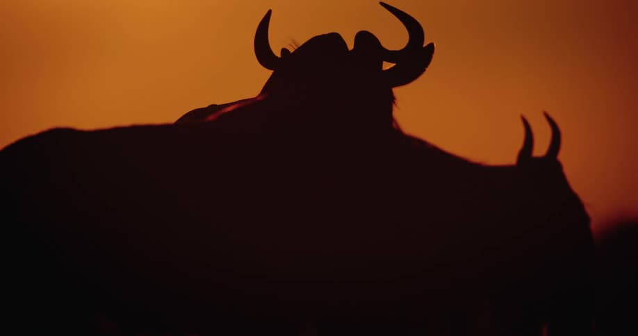 A wildebeest eats grass while grazing in a field