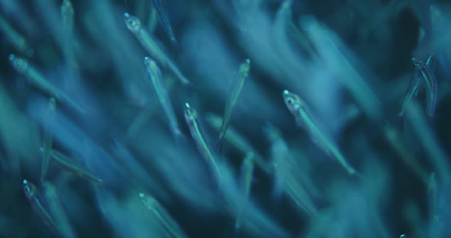 Hundreds of small translucent fish swim close together