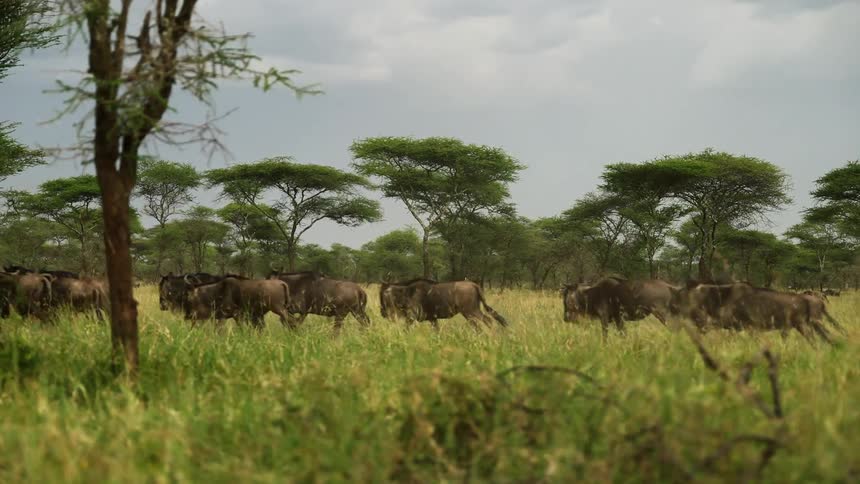 Herd of wildebeest run across savanna on a cloudy day