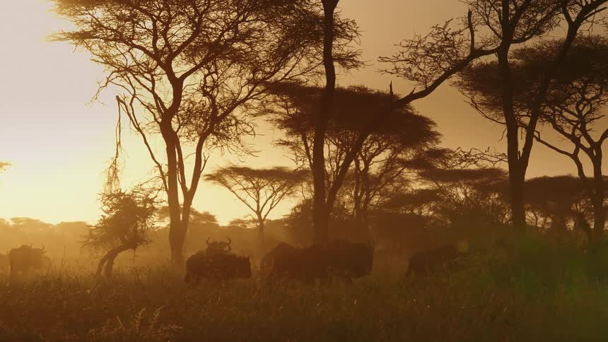 A herd of wildebeest stampedes across a grassland
