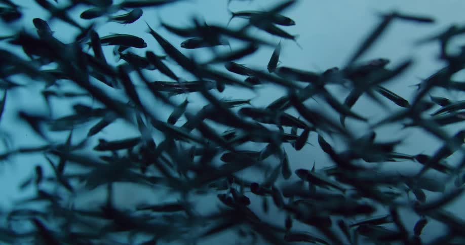 Coral moves underwater and a school of fish swim close to each other