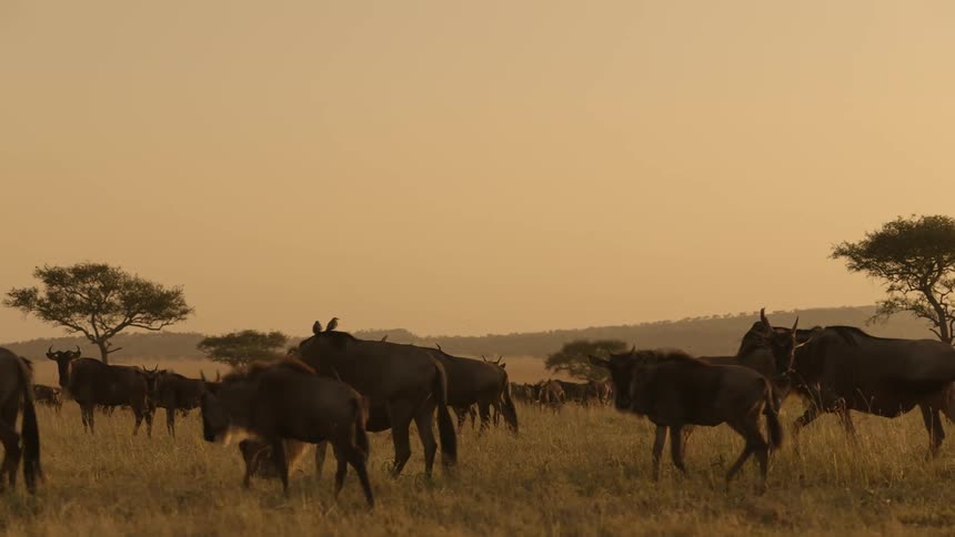 A herd of wildebeest are walking across a field as birds fly across the sky and there are trees and mountains in the distance under a hazy sky