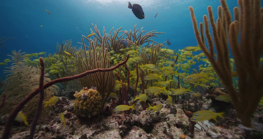 Blue saltwater fish swim above a coral reef where a school if yellow fish are resting