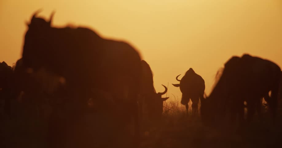 Wildebeest graze on the field