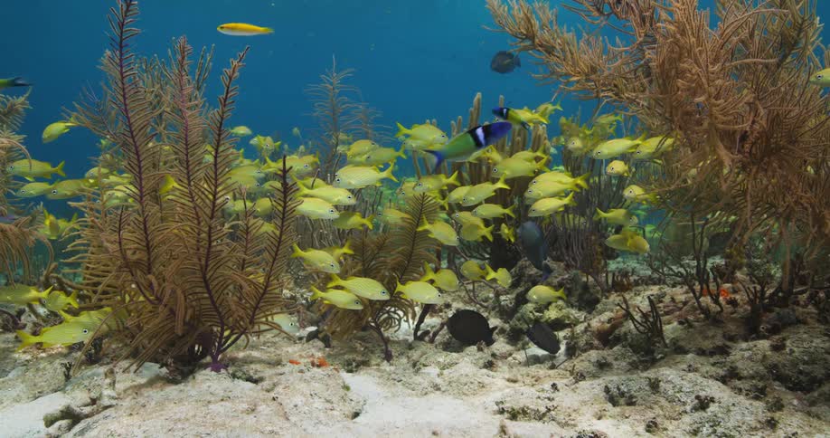 A view of fish swimming in a reef