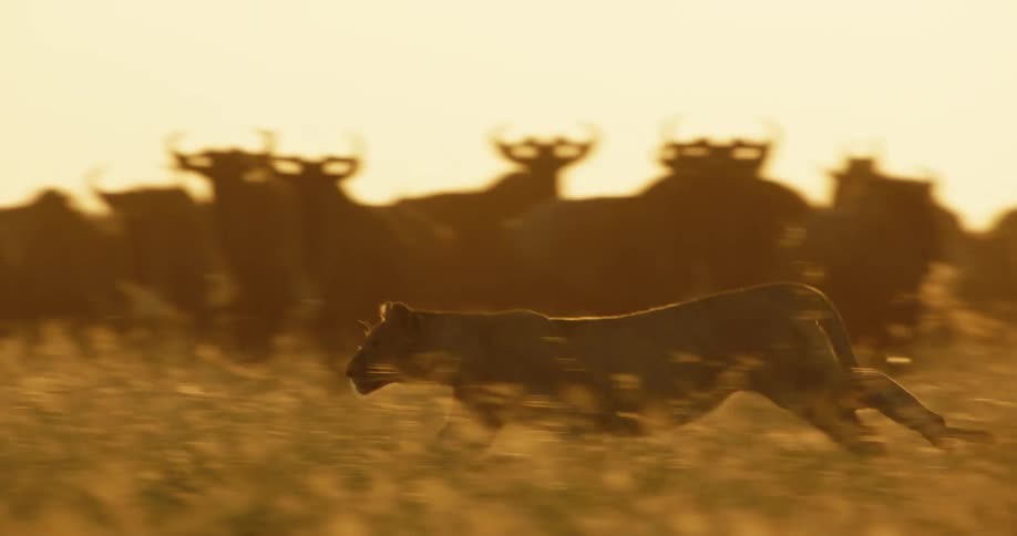 A lion runs past wildebeest grazing in a field