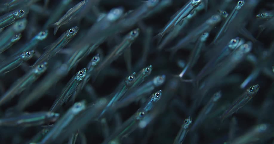A view of fish swimming in a school