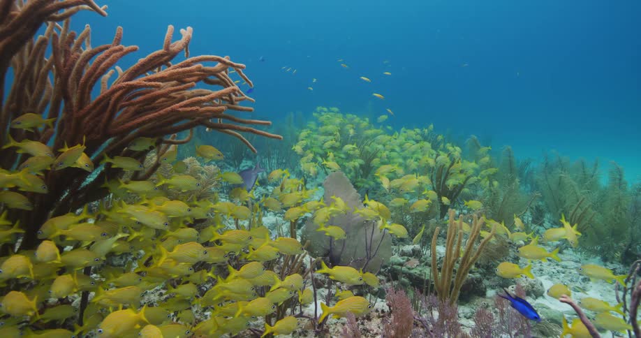 A view of fish swimming in a reef