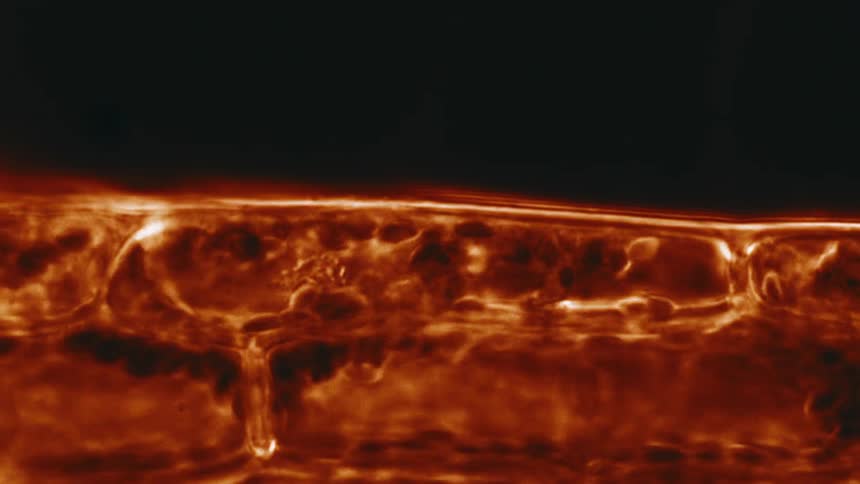 A microscopic view of cells moving fast