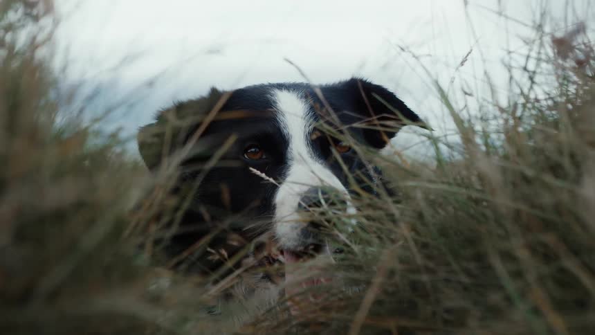 White and black dog sits among grass on windy day