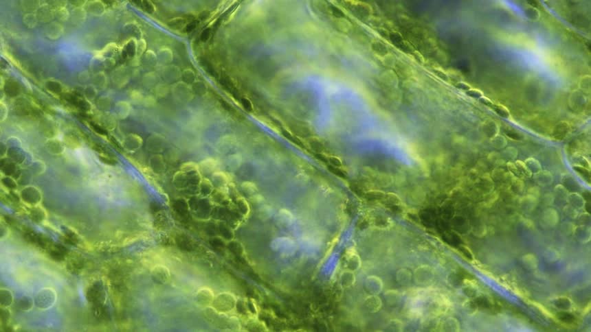 A microscopic view of green cells, moving due to photosynthesis
