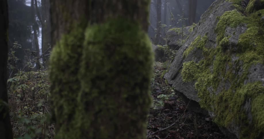 Moss grows throughout a dense forest