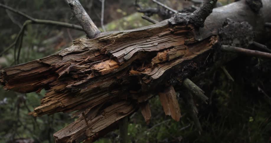 A broken tree trunk sits on this field