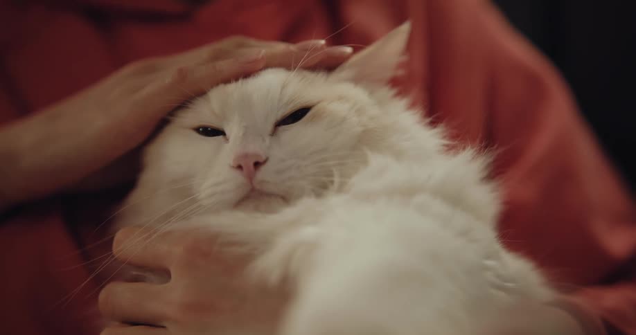 A woman holds her cat in her lap and pets the top of its head