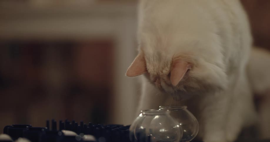 A cat is playing on a table indoors