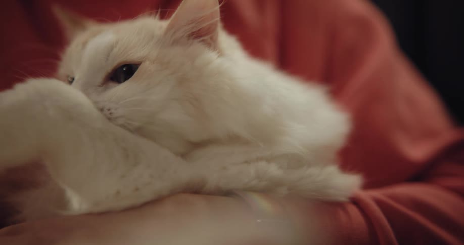 A woman is holding her fluffy white cat as she pets it and bends down to kiss it on the head