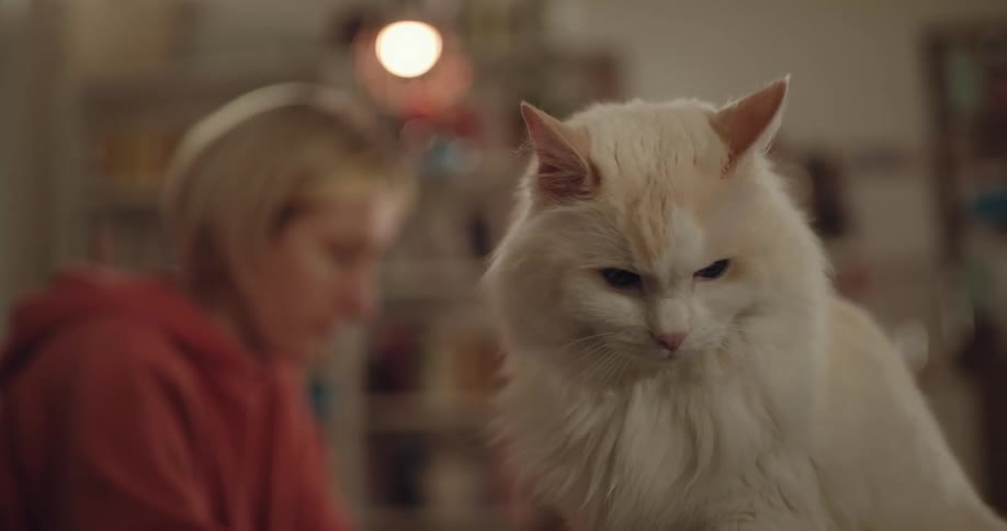 A long haired cat sits on a table next to its owner