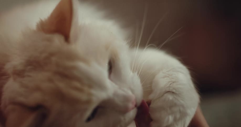 A cat is being fed a treat