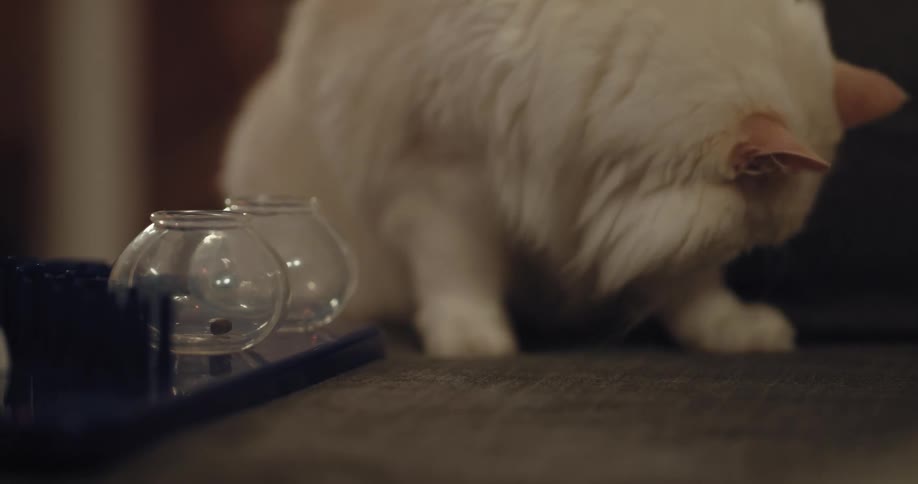 A cat is sitting on a couch inside of there home