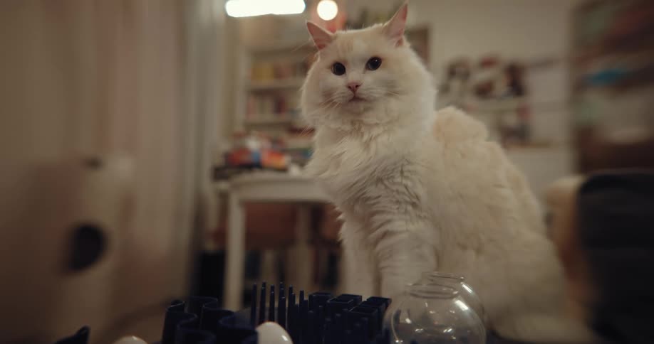 White cat sits on table in room