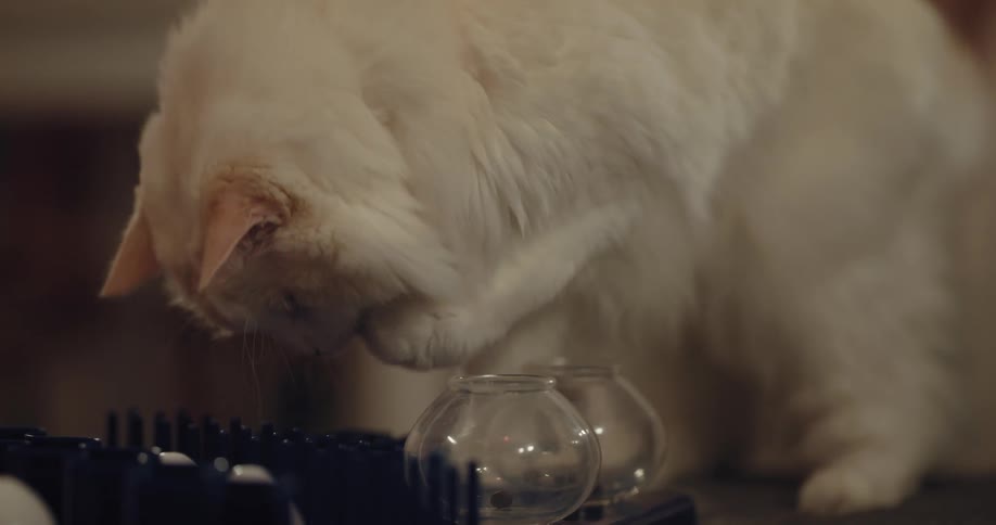 A cat is playing indoors during the day time