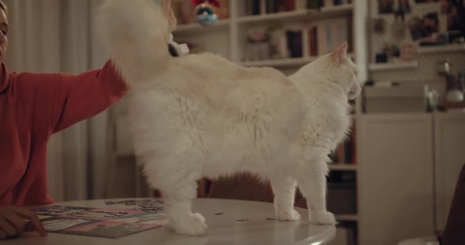 A woman brushing her cat