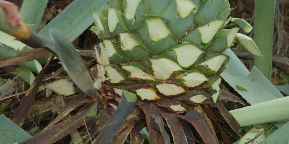 A farm worker is chopping away the stalks from an agave to get to the main part of the plant