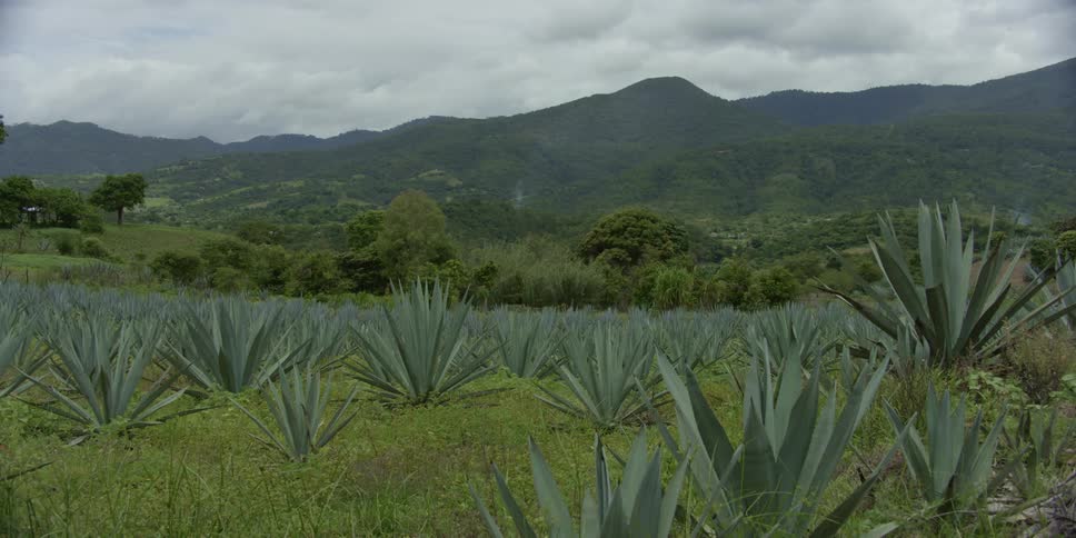 A mountainous landscape is displayed in spring