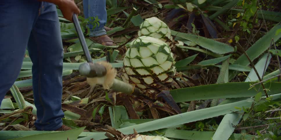 Farmworkers are harvesting agave plants